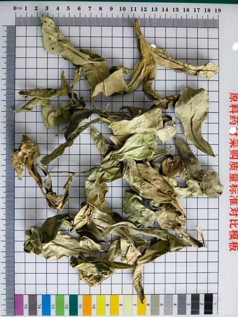 龙脷叶中药材干货常年经营各种中药材