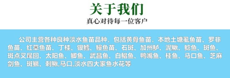 现货鲫鱼苗中科3号5号中科三号五号中科湘云鲫彭泽鲫水花苗