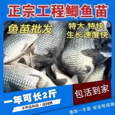 现货鲫鱼苗中科3号5号中科三号五号中科湘云鲫彭泽鲫水花苗