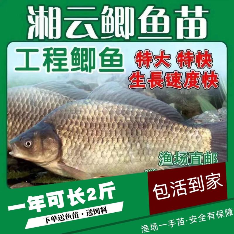 现货鲫鱼苗中科3号5号中科三号五号中科湘云鲫彭泽鲫水花苗