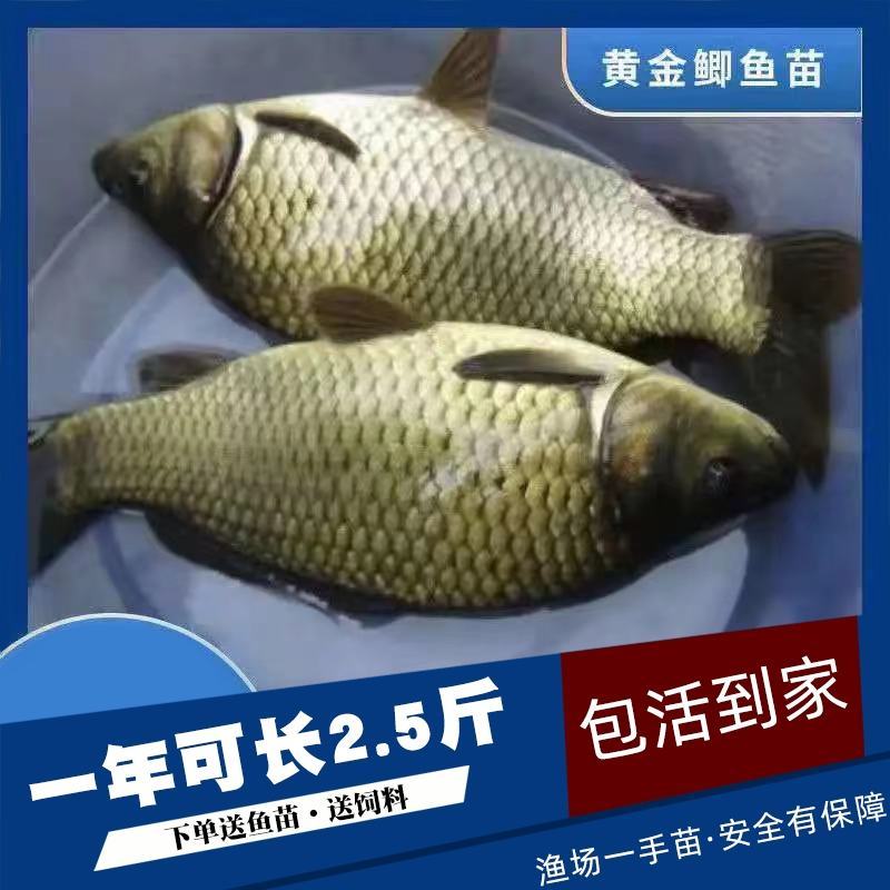 现货鲫鱼苗中科3号5号中科三号五号中科湘云鲫彭泽鲫水花苗