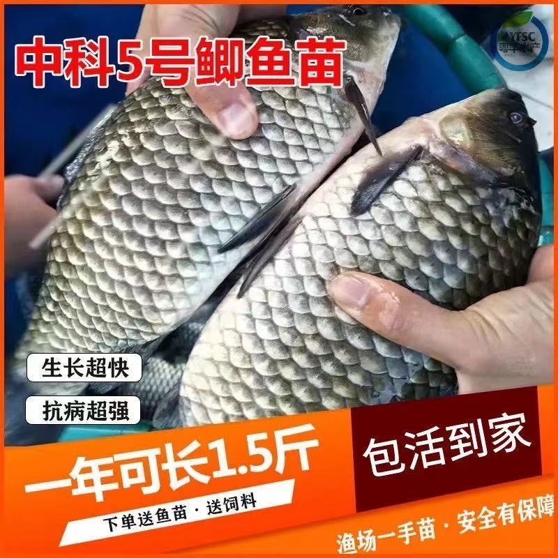 现货鲫鱼苗中科3号5号中科三号五号中科湘云鲫彭泽鲫水花苗