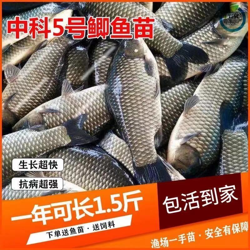 现货鲫鱼苗中科3号5号中科三号五号中科湘云鲫彭泽鲫水花苗