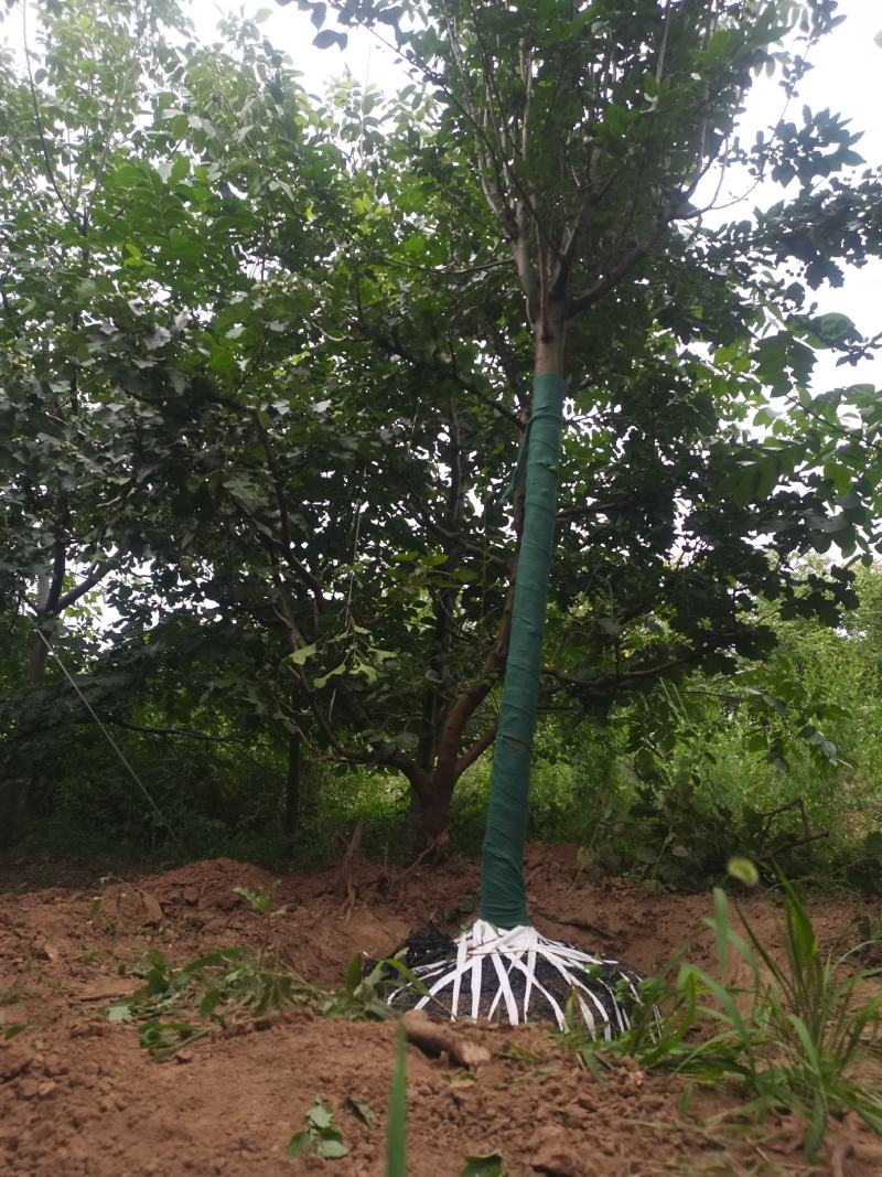 海棠，树形优美，质量保证，基地供应，免费提供种植
