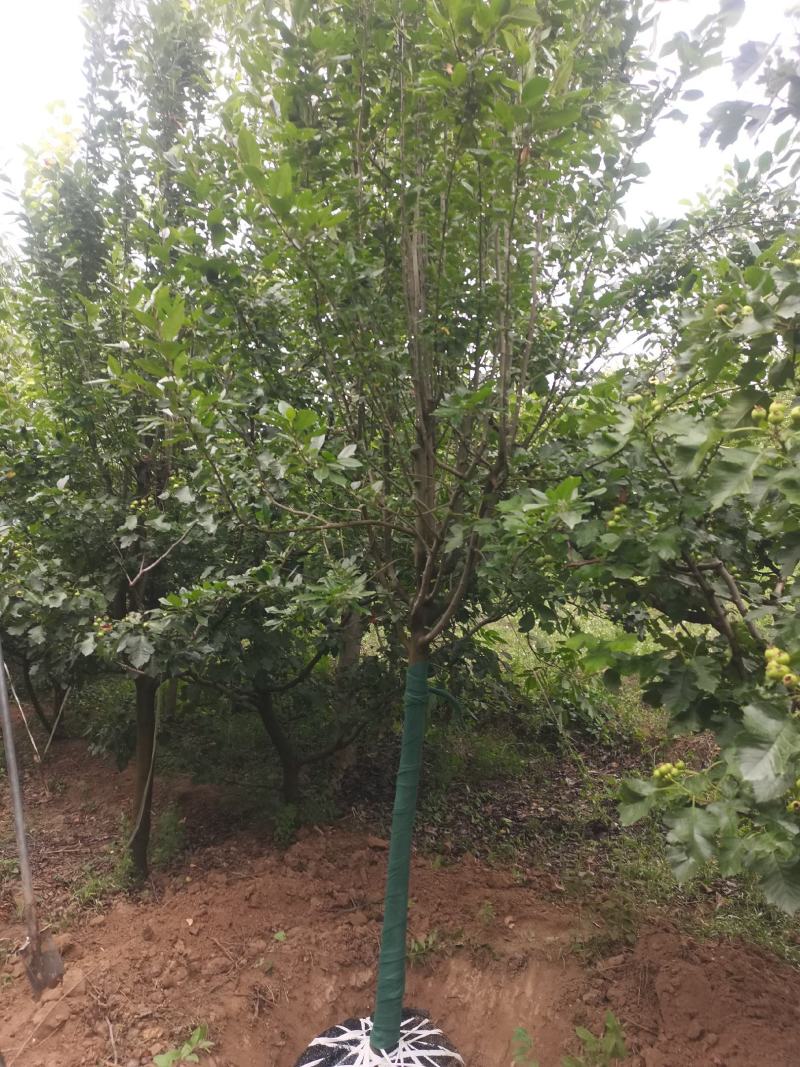 海棠，树形优美，质量保证，基地供应，免费提供种植