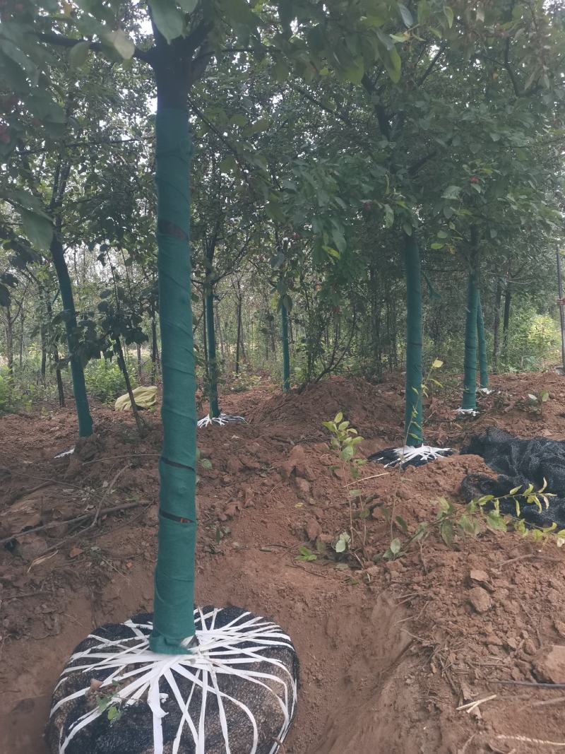 海棠，树形优美，质量保证，基地供应，免费提供种植