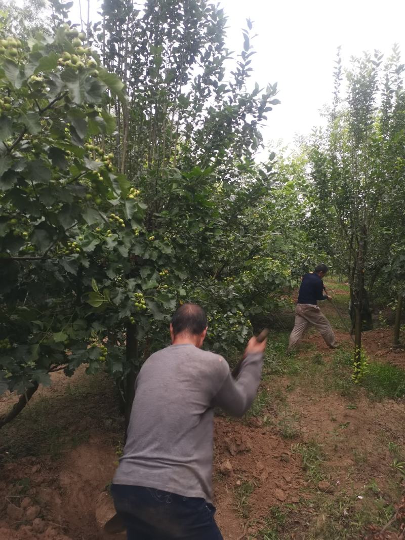 海棠，树形优美，质量保证，基地供应，免费提供种植