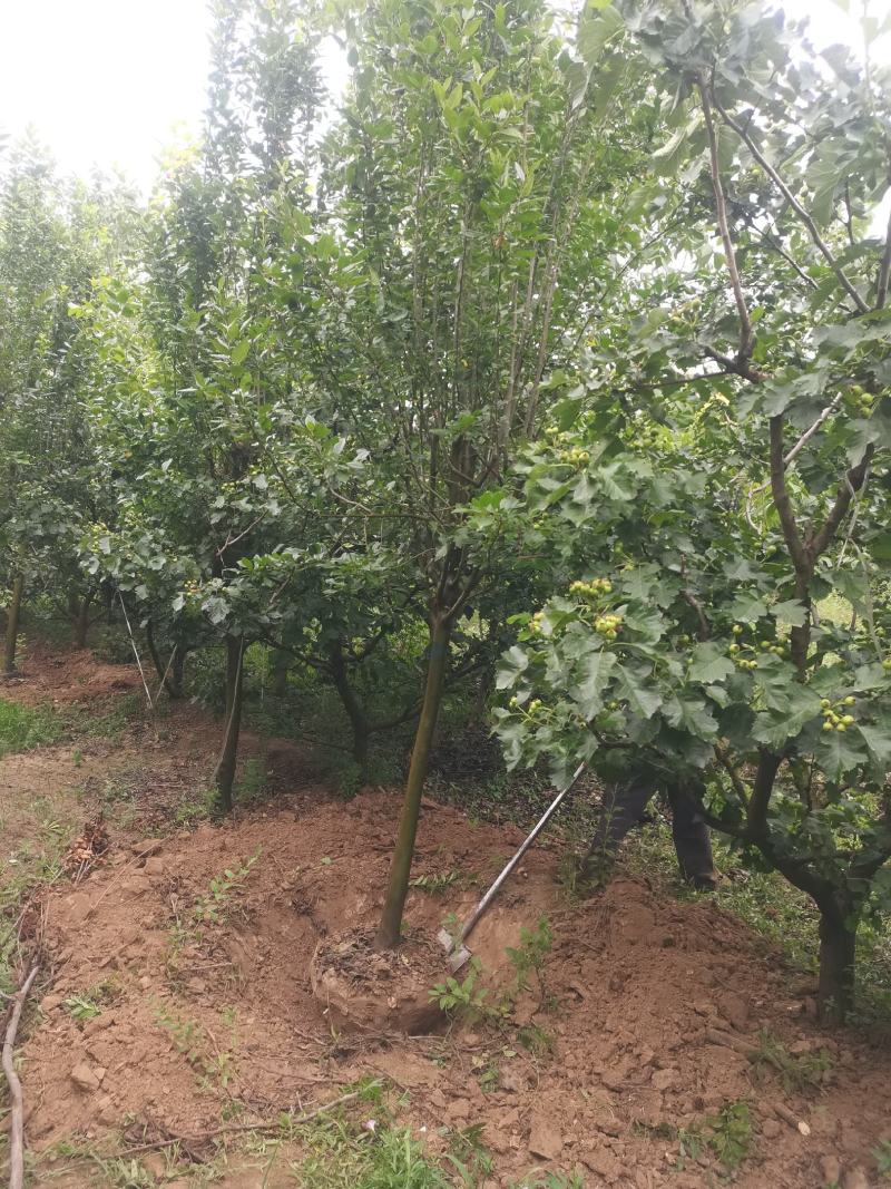 海棠，树形优美，质量保证，基地供应，免费提供种植