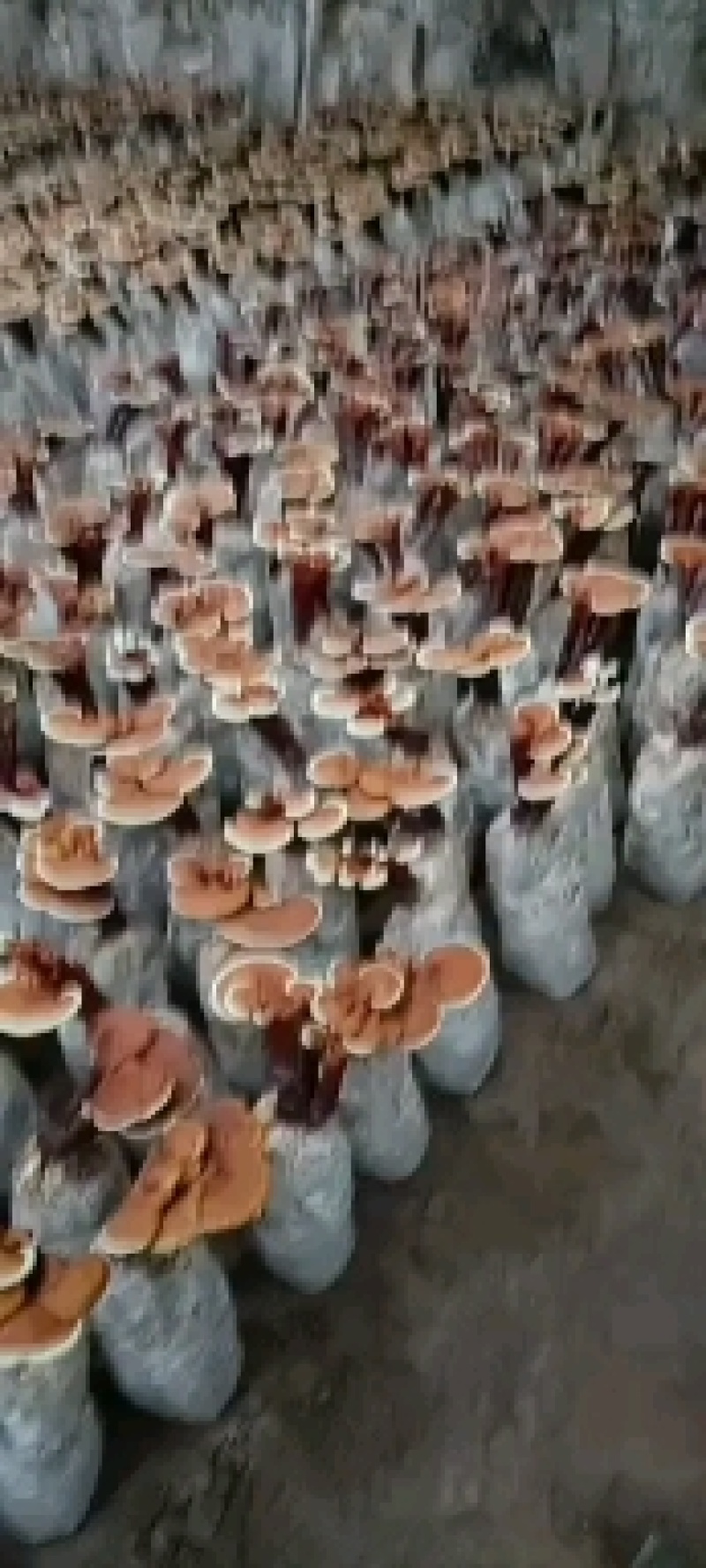 灵芝小盆景，立栽长腿活体灵芝花，产地直销，货源充足，