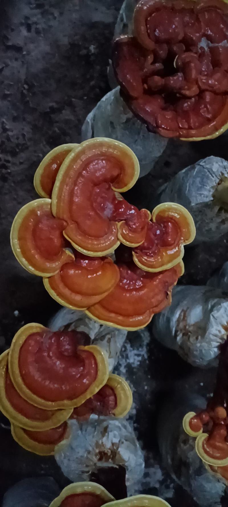 灵芝小盆景，立栽长腿活体灵芝花，产地直销，货源充足，