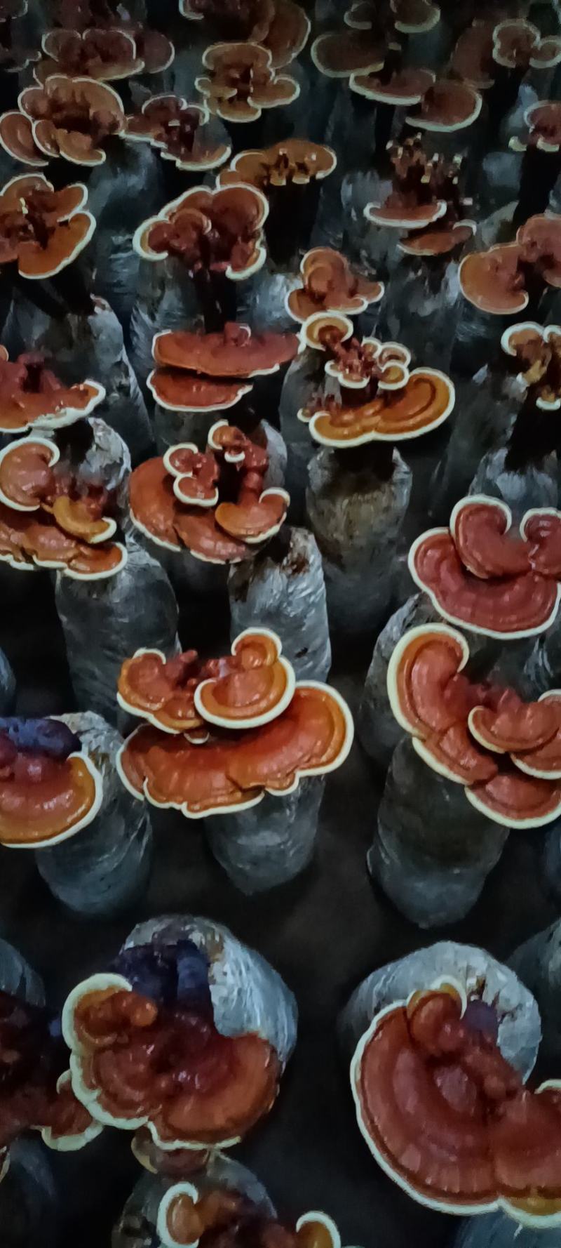 灵芝小盆景，立栽长腿活体灵芝花，产地直销，货源充足，