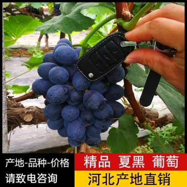 【优质】夏黑葡萄河北邯郸葡萄精品大棚夏黑葡萄产地直销