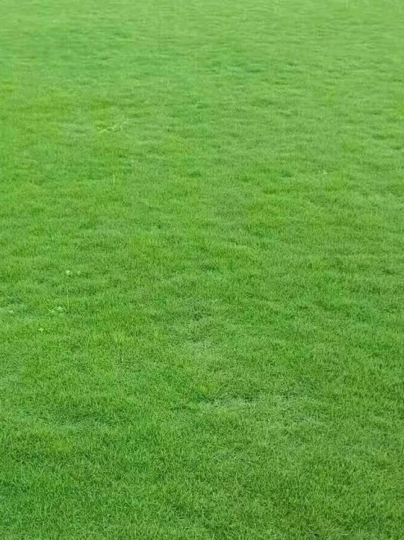 出售大叶油草，台湾草，马尼拉草