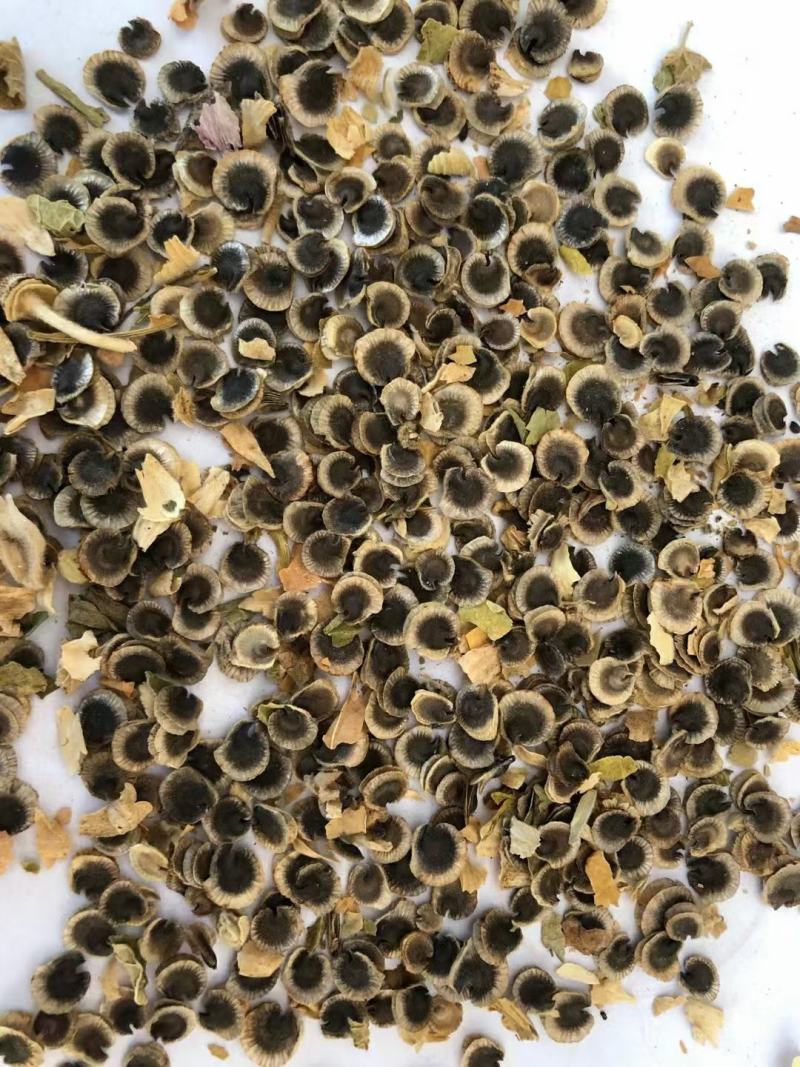 蜀葵子中药材干货常年经营各种中药材