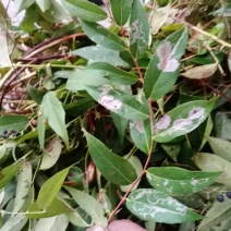 透骨香根全野生，透骨香透骨草新货供应，段子片子都有现货