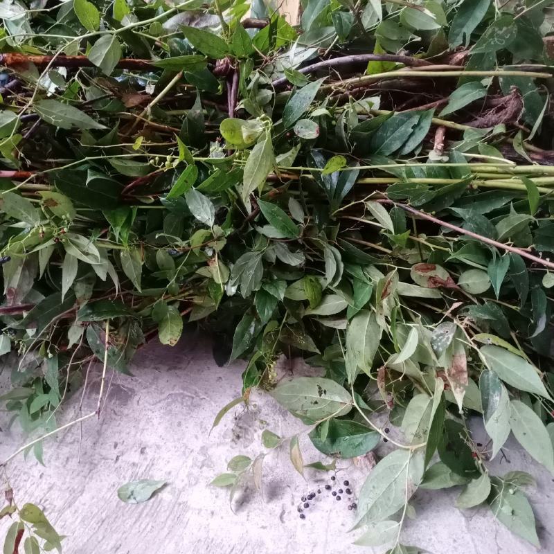 透骨香根全野生，透骨香透骨草新货供应，段子片子都有现货
