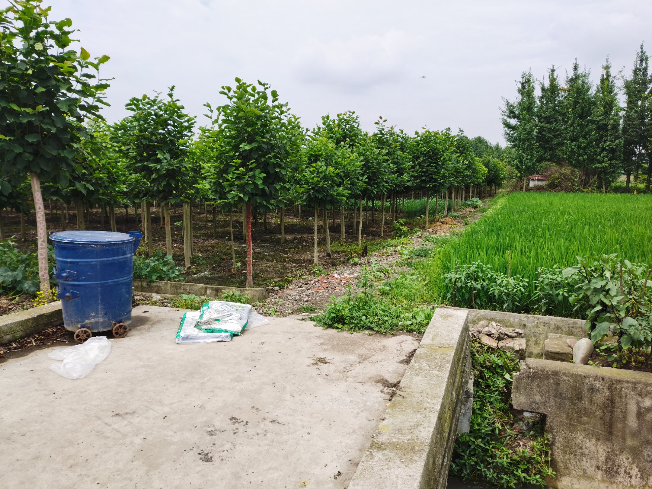 紫罗兰1号在江西赣州种植基地