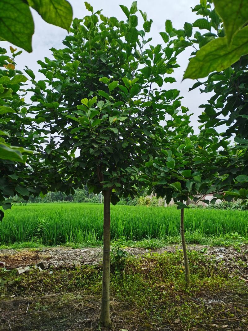 紫玉兰红花玉兰量大从优，基地发货，对接全国客户