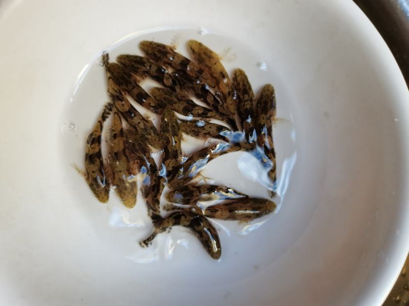 名优杂交笋壳鱼苗，泰国笋壳鱼苗