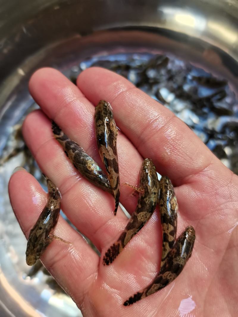 名优杂交笋壳鱼苗，泰国笋壳鱼苗