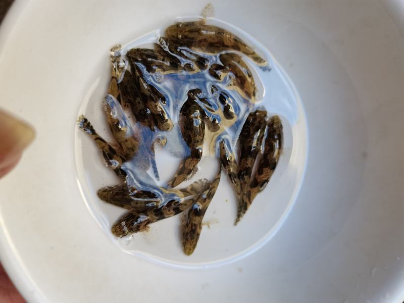 名优杂交笋壳鱼苗，泰国笋壳鱼苗