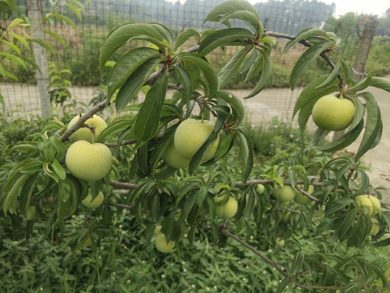 四川蜂糖李大量上市货源充足1万斤起量小勿扰