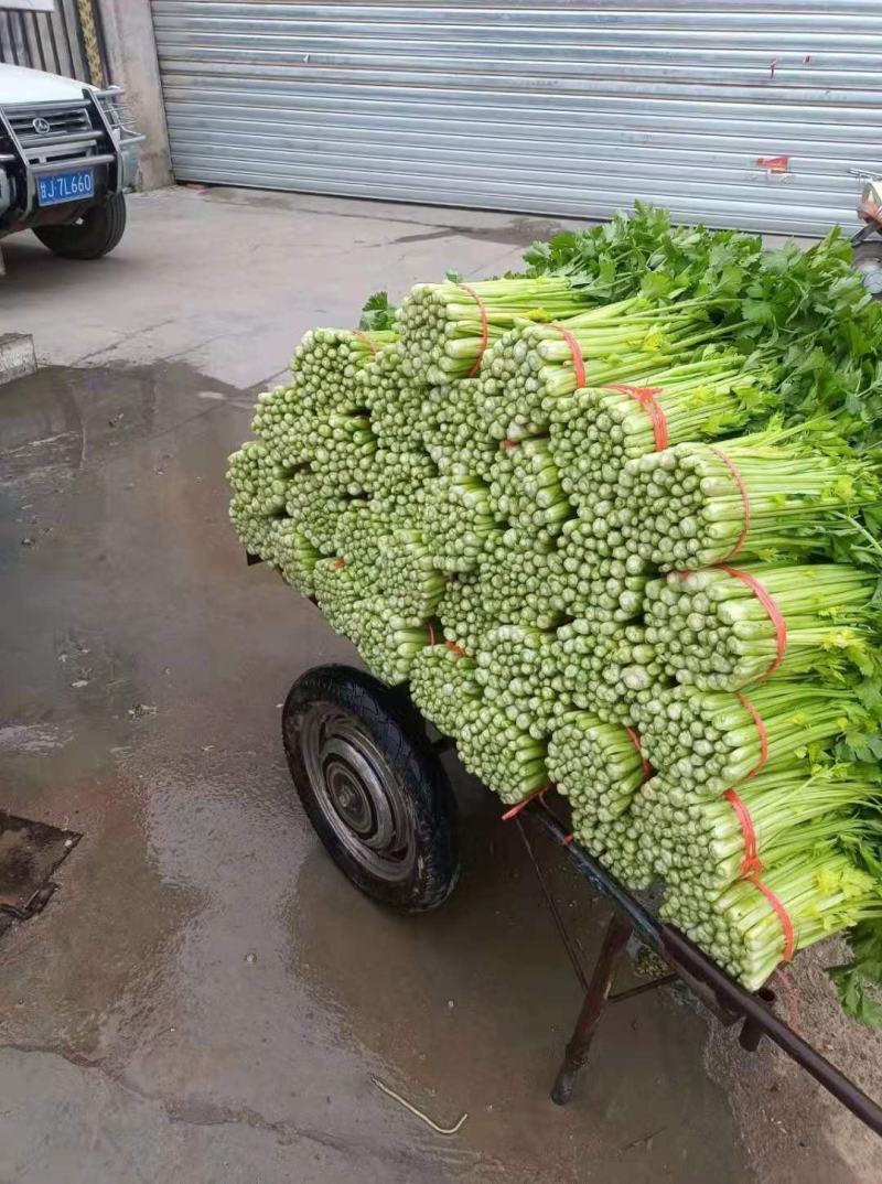 精品毛芹大量有货