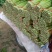 精品毛芹大量有货