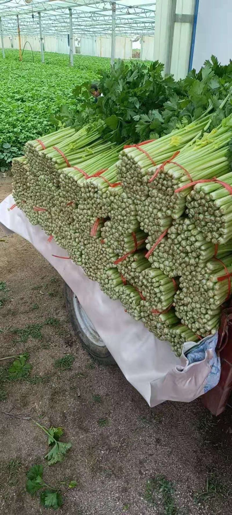 精品毛芹大量有货