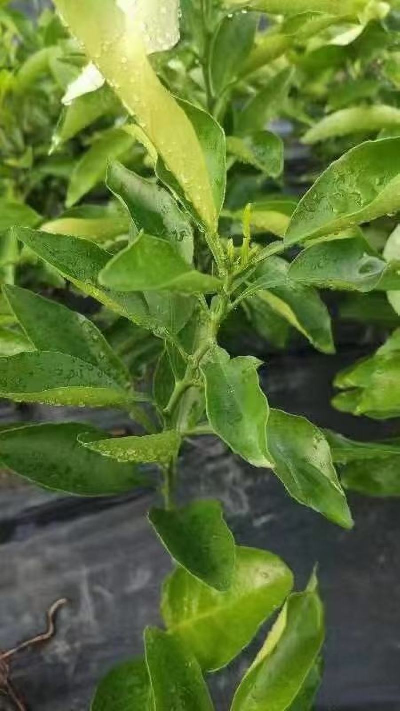阳光一号，桔柚苗，包正宗假一赔十，提供免费种植技术
