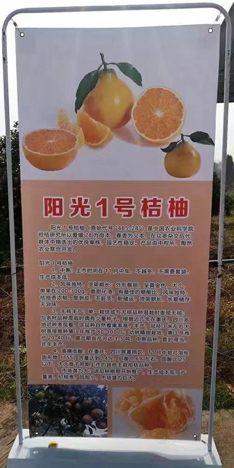 阳光一号，桔柚苗，包正宗假一赔十，提供免费种植技术