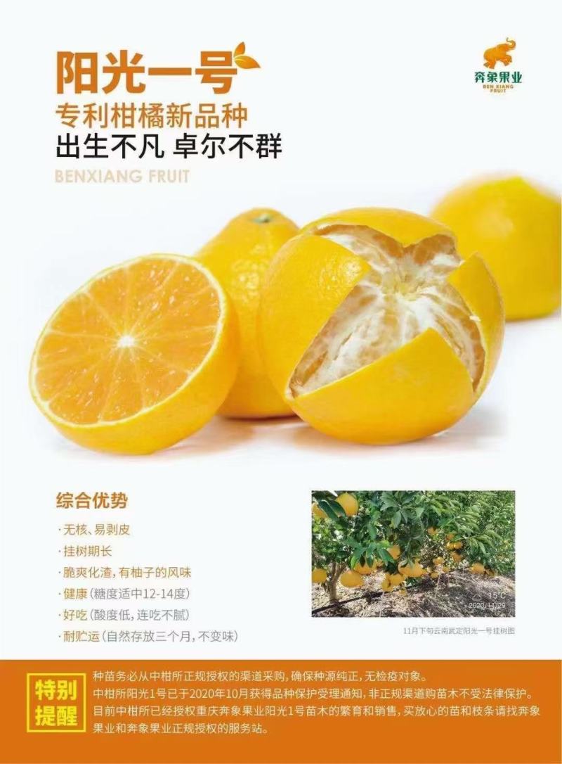 阳光一号，桔柚苗，包正宗假一赔十，提供免费种植技术