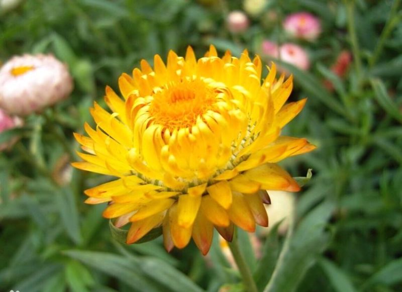 麦秆菊种子四季播菊花种子春季种蜡菊阳台庭院盆栽观赏花卉易