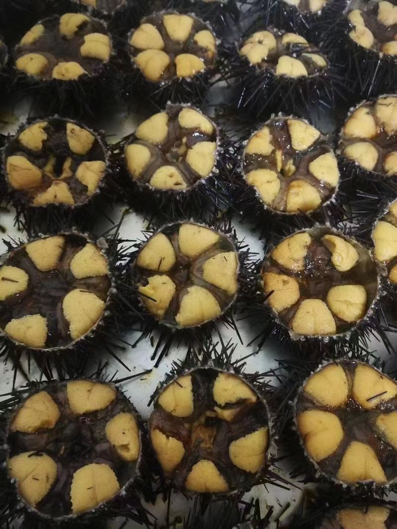 大连紫胆