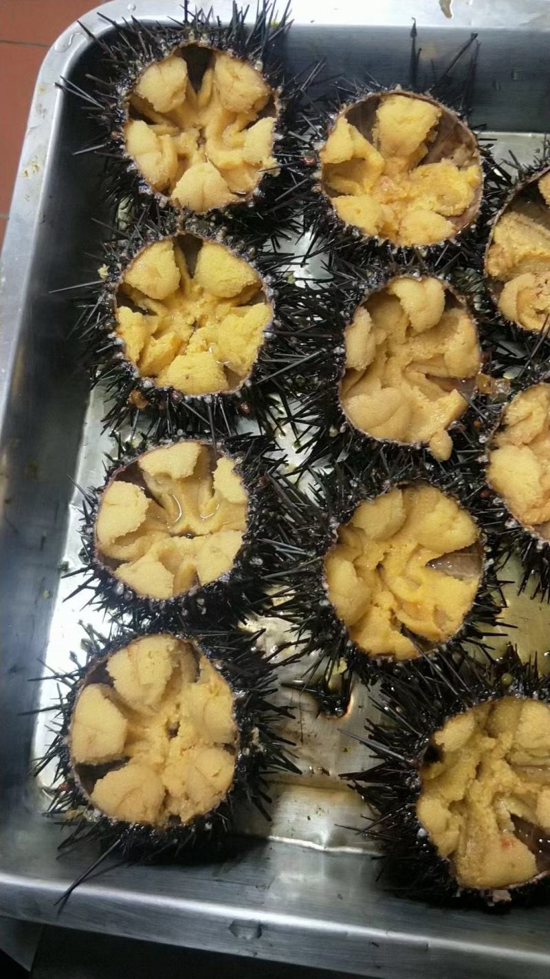 大连紫胆