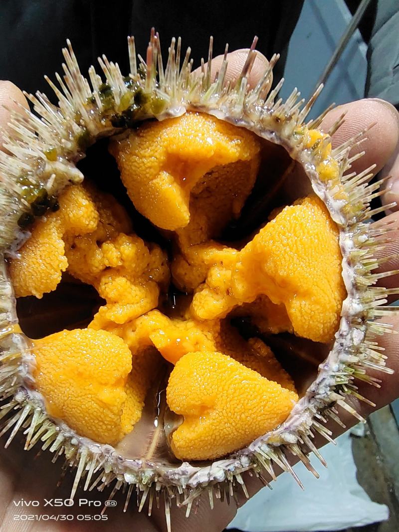 大连马粪海胆（夏夷海胆）
