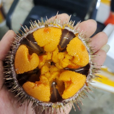 大连马粪海胆（夏夷海胆）