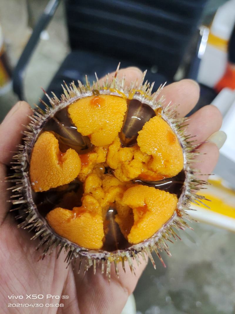 大连马粪海胆（夏夷海胆）