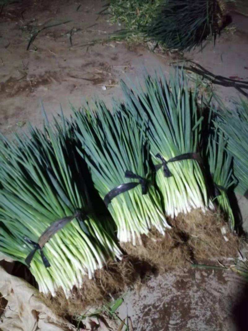 小葱大量上市需要联系