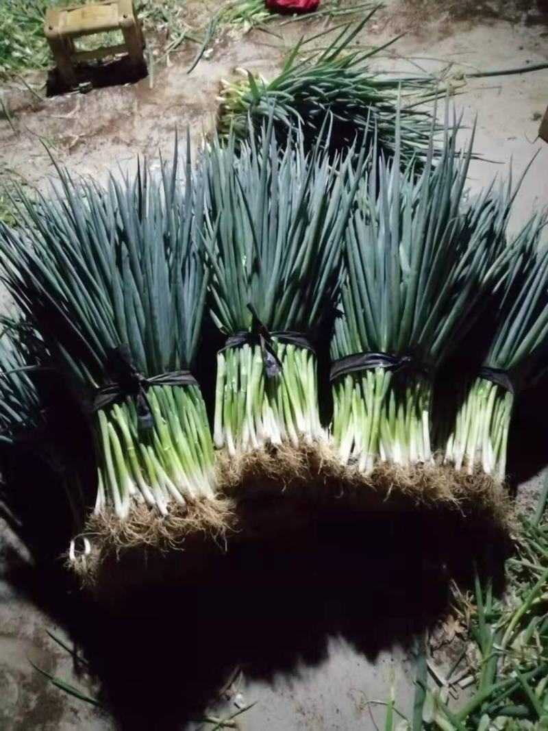 小葱大量上市需要联系