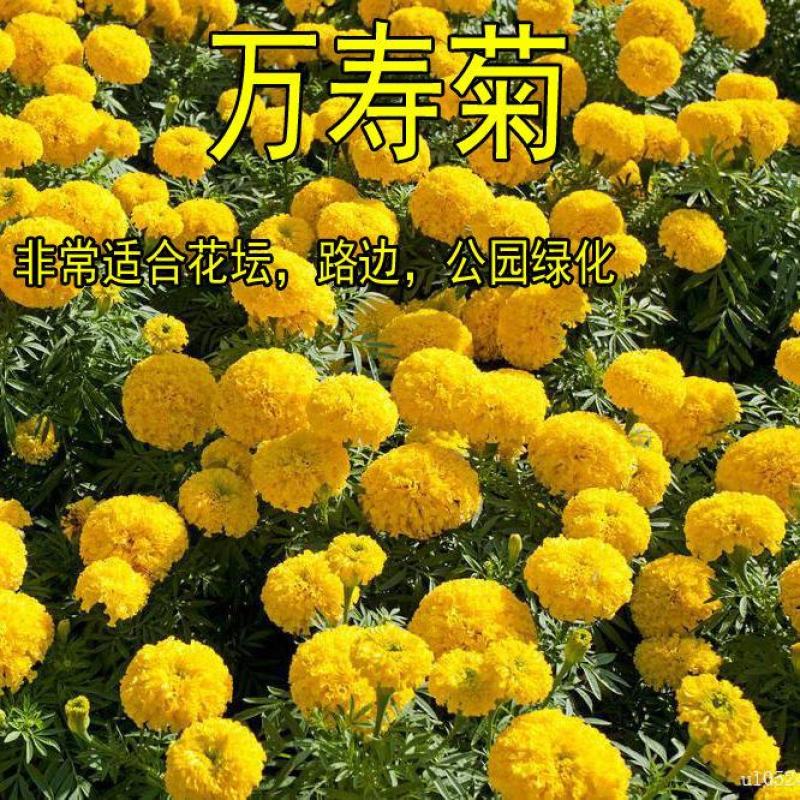 万寿菊种子易种活春夏播花种籽子庭院室外四季开花景观花卉花