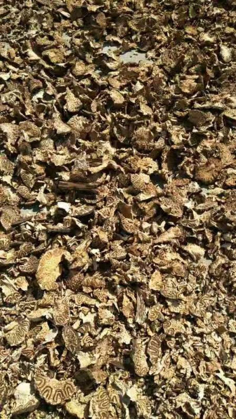 龙骨风量大从优干货常年经营各种中药