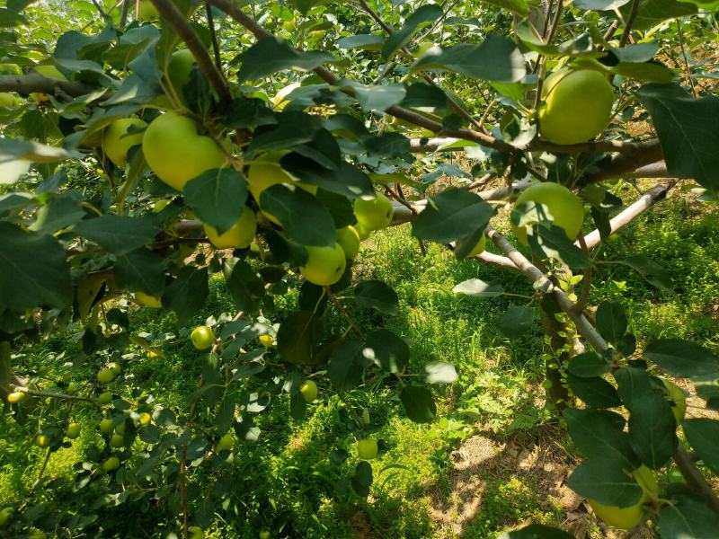 青苹果，富士，脆甜，山西运城临猗坡上，支持一件代发