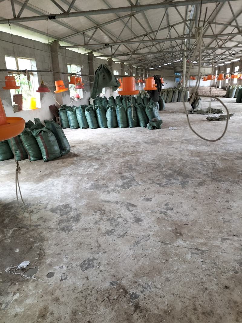 鸡粪，地基粪，谷壳鸡粪，