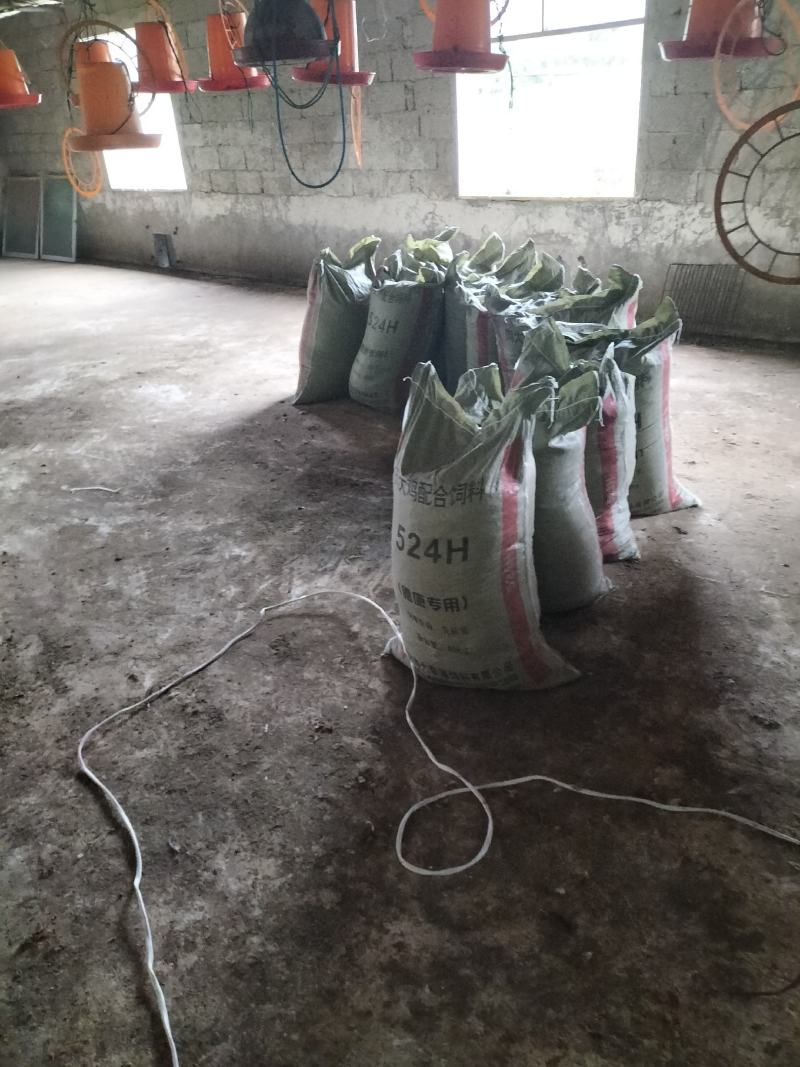 鸡粪，地基粪，谷壳鸡粪，