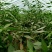 7月上市。大量供应精品辣椒线椒，青线椒，红线椒，艳红辣椒