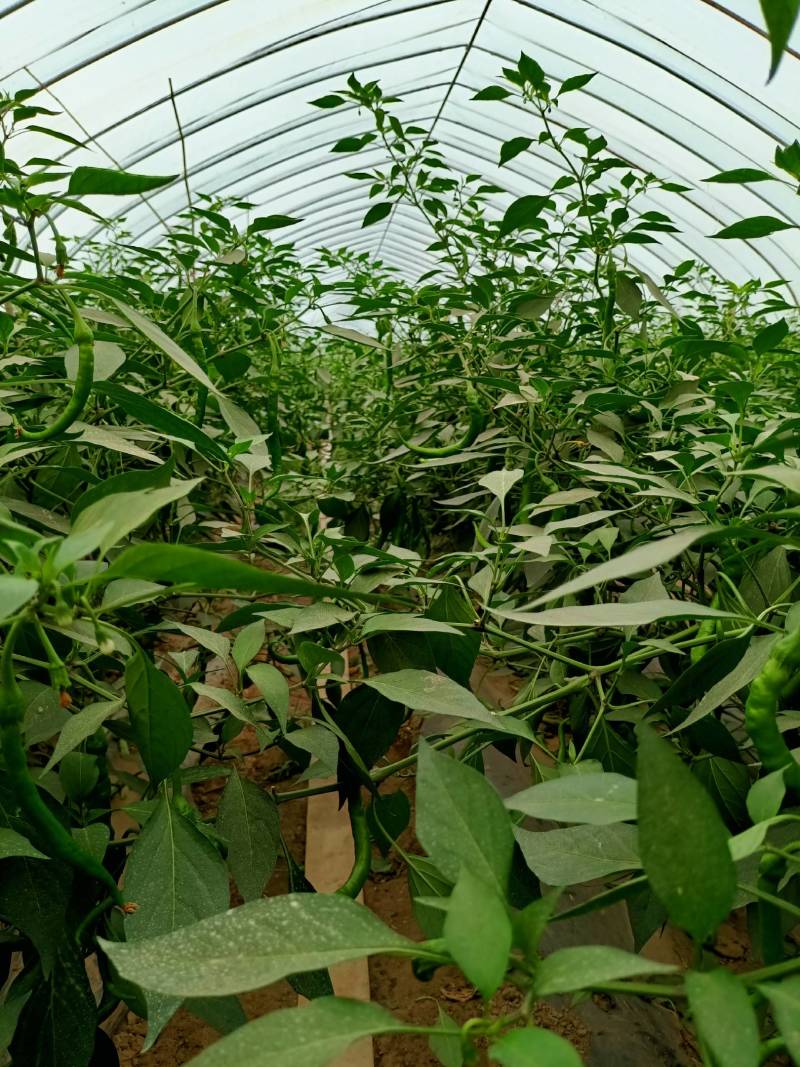 7月上市。大量供应精品辣椒线椒，青线椒，红线椒，艳红辣椒