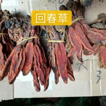 回春草干货常年经营各种中药材！欢迎选购！