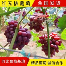 红无核葡萄，红无籽大量上市了葡萄基地，质量保证