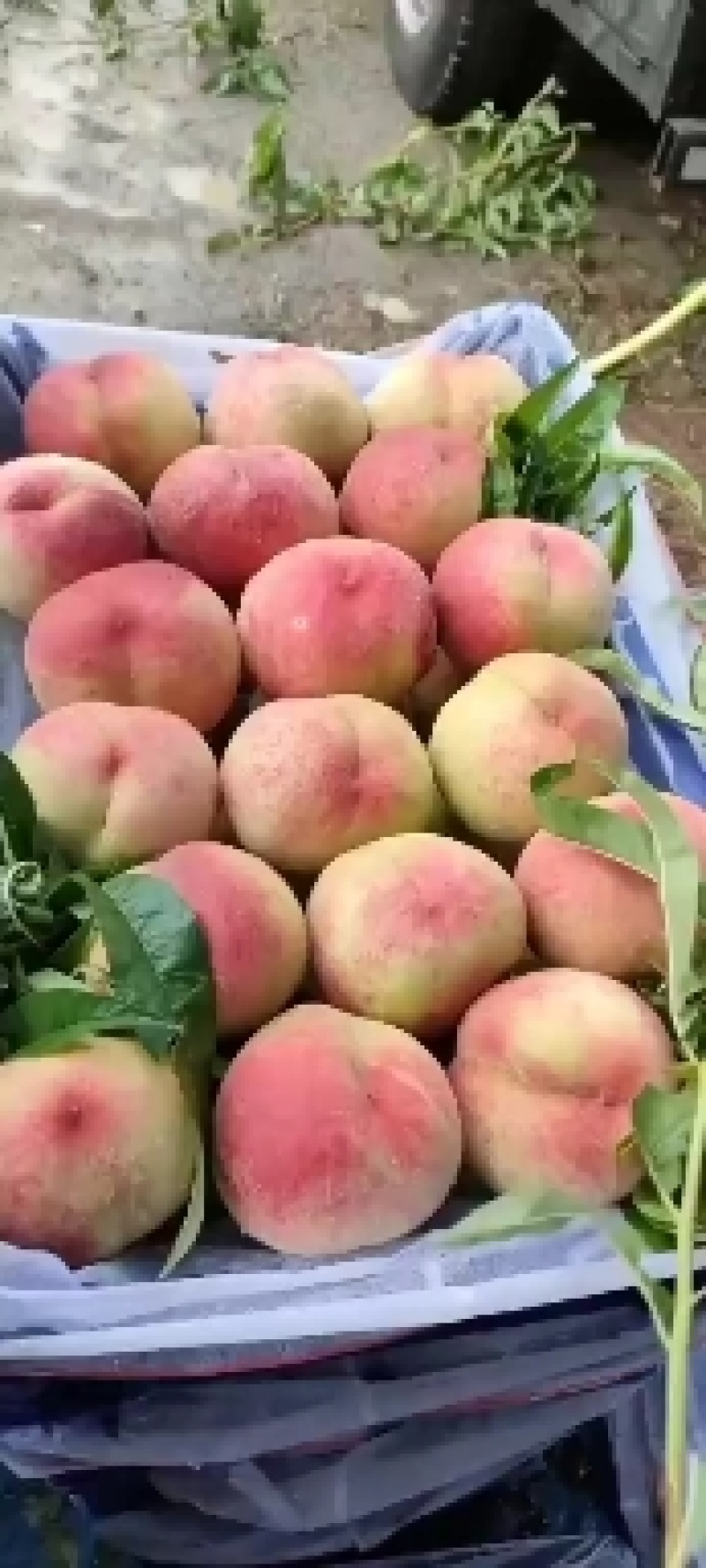 山东秋桃，中秋蜜桃产地现摘，三两起步对接电商市场欢迎选购